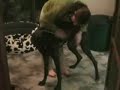 Leila Great Dane training