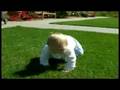 Crawl