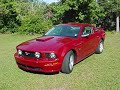 Synister Mustangs