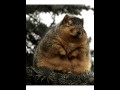 TALKING FAT SQUIRREL
