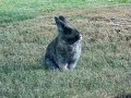 Rex the bunny rabbit out in the pasture.