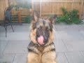 German Shepherd German Shepherd