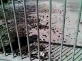 Carini: che acqua di... merda Carini: che acqua di... merda