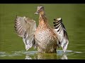 Bird Photography by Justin Kercher