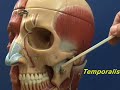 Head and Shoulder Model - Muscles of Mastication