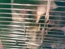 VID003.avi VID003.avi