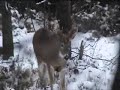 whitetails