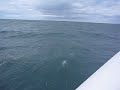 dolphins~ 8