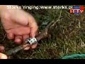 Storks` ringing/part I/ - Obr?czkowanie bocianów /cz I/ Storks` ringing/part I/ - Obr?czkowanie bocianów /cz I/