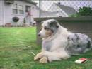 Porque el perro no entra a la calle
