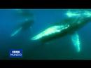 Ballenas.