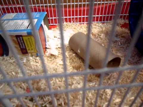 how to properly care for a dwarf hamster