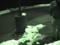 Exploding a Chicken Exploding a Chicken
