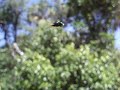Euglossa viridissima - hovering Euglossa viridissima - hovering