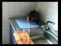 Katzenspiel