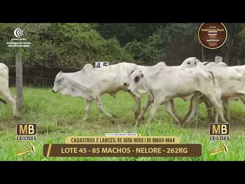 11� LEIL�O FAM�LIA LUCIANO DUARTE E CONVIDADOS