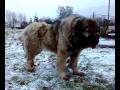 14122009061.mp4