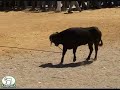 Toros ensogaos de Beas de Segura, 2008