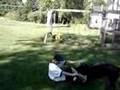 Dog Skywalker Fight