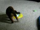 Koka n A Frisbee