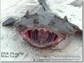 criaturas extrañas,cryptozoology,ovnis,marcianos y fenomenos