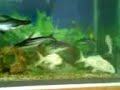 240 lt. fish tank with pangasius,goldfish,bala shark etc