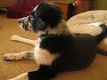 Border collie shares his favorite toy with new puppy
