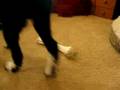 Border collie shares his favorite toy with new puppy