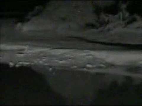 African Wildcat & Hyenas at Pete's ...