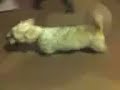 My Dog Tobby On Crack