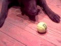 2010-03-02 | 00000020.ASF ~> Cece - a 7 year old Chesapeake Bay Retriever enjoys a simple game of "Rolly Polly" ... animals chesapeake bay retriever dog games ... (<span>1:)