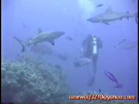 Shark Feed Great Barrier Reef