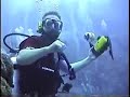 Shark Feeding off Great Barrier Reef, Australia