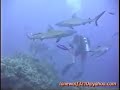 Shark Feed Great Barrier Reef
