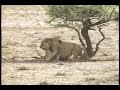 lions-fight.html