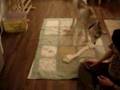 Dogs vs Giant Rawhide Bones