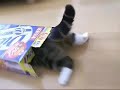 Maru The Cat