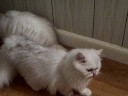 Fairy Dew Silver Persian Cats