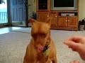Dog Doesnt Want Snack from Barack Obama