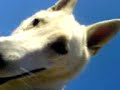 puinhoop  K9
