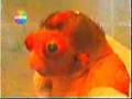 Maymun Bebek - Monkey Baby !!