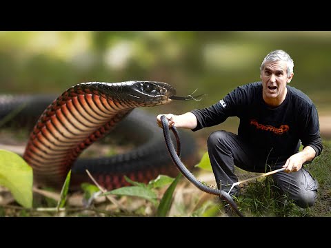 YouTube reptile video