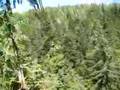 Ziplining-in-Ketchik
