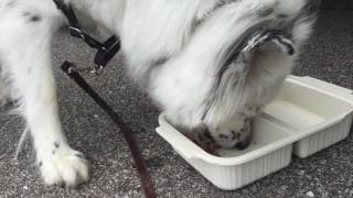 Bodie Blogs while John Drives