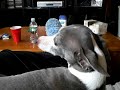 Italian   Greyhound  not wanting to get off mommys lap