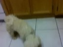 COCO URBINA COCO URBINA