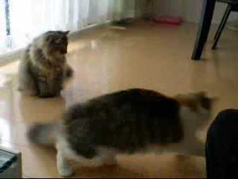 ノアちゃんは2本足立ちが上手な猫たんYoutube(ユーチューブ・ゆーちゅーぶ)・Dailymotion動画