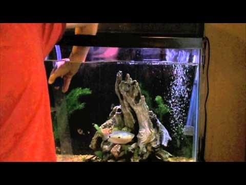 how to properly clean a fish tank