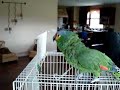 Sofocles, mi loro picaron