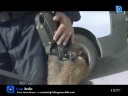 Police de chiens: la  brigade canine � \"Grand place\"